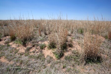 Desert dirt grass plants