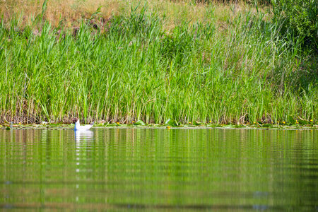 Bird on water photo