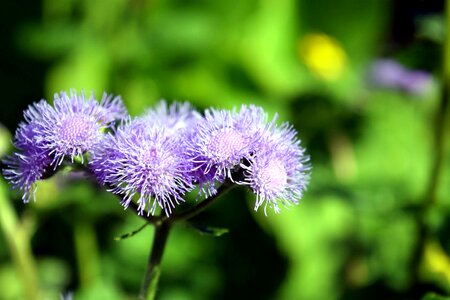 Beautiful Flowers bloom blooming