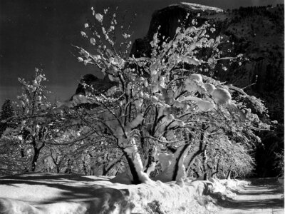 Trees black and white 1933