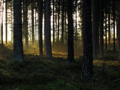 Sunrise morning coniferous