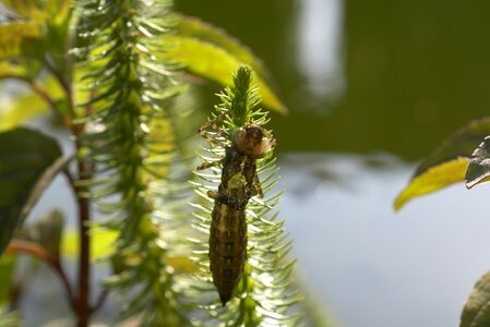 The nature of the green garden