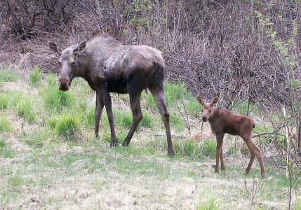 Moose and Calf photo