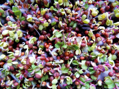 Grow germinate bio