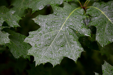 Rain Droplets on Leaves photo