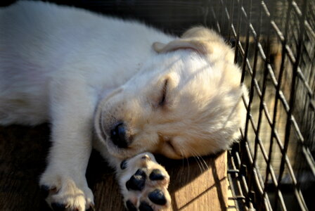 Puppy Sleeping photo