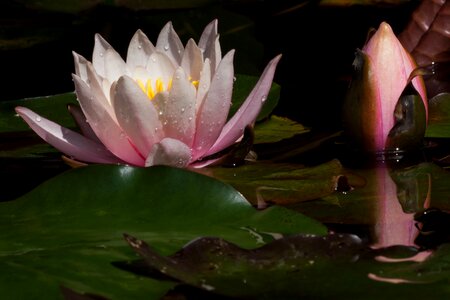 Lake rose aquatic plants petals