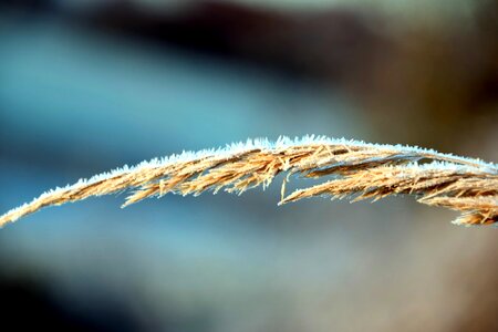 Cane cold daylight