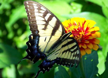 Flying insect sail swallowtail