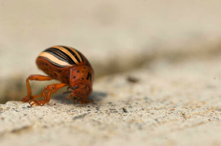 Colorado potato beetle-3