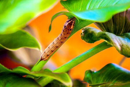 Animal world reptile animal nature