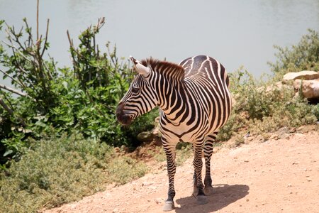 Animal mammal zebras