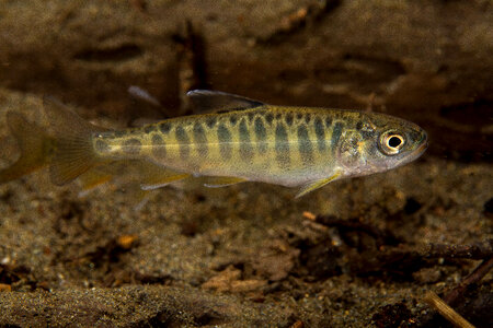Juvenile Chinook salmon-2