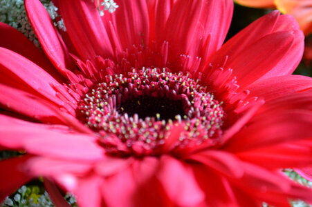 Pink Red Daisy Aster