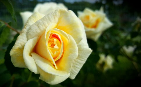 Brian yellow roses bloom photo