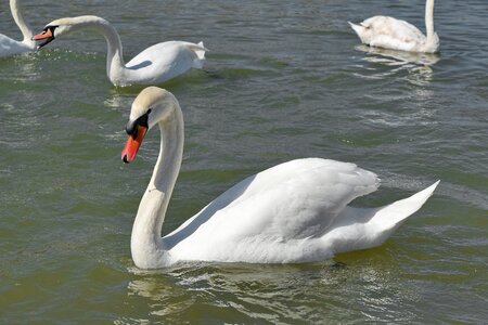 Swan water bird photo