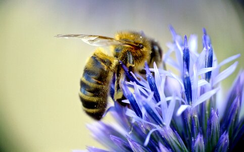 Honey bee on blue aster photo