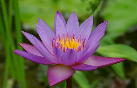 Aquatic beautiful beautiful flowers