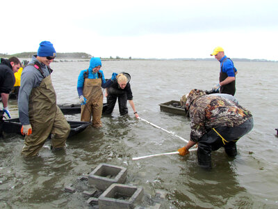 Refuge staff and volunteers and The Nature Conservancy volunteers build oyster castles-2