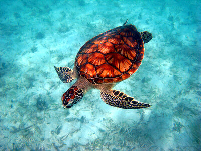 Green sea turtle-5 photo