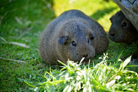 Pregnant black-cream-agouti nature