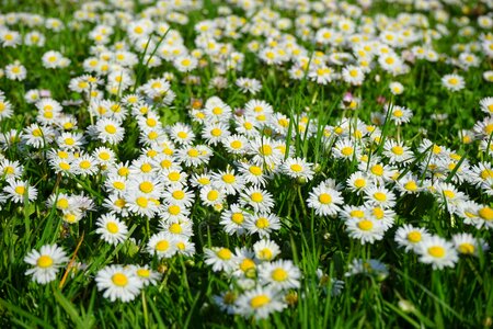 Bloom white bellis philosophy photo