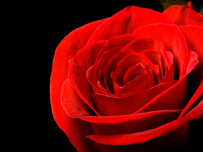 Red rose on black photo