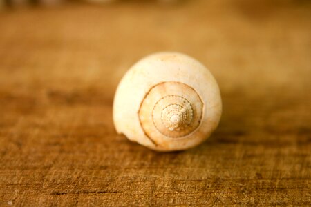 Decoration seashell snail