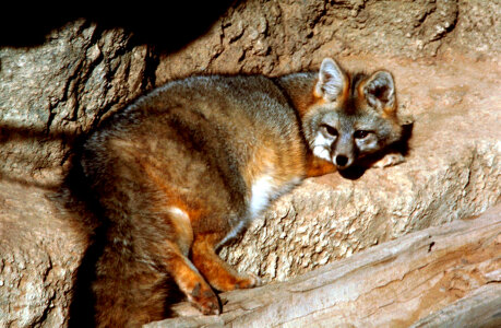 Gray Fox-1 photo