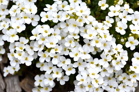 Plant flowers white photo