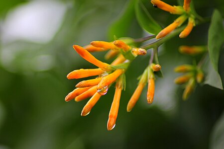 Flowers pyrostegia venusta beautiful
