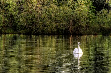 Courting white swan on the green lake water. photo