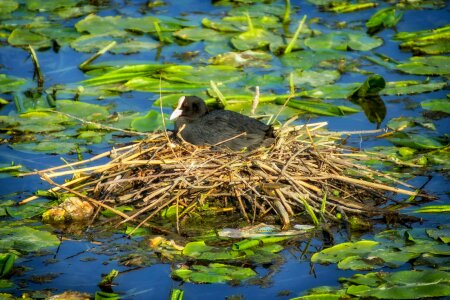 Pond water nesting
