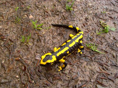 Amphibian spotted yellow photo