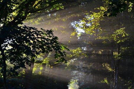 Trees sunlight morgenstimmung