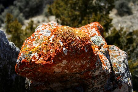 Stone rock formation fungi