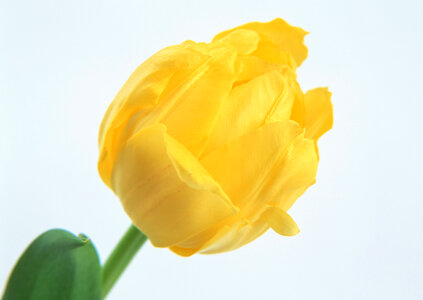 Yellow tulip photo