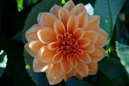 Orange wet flower