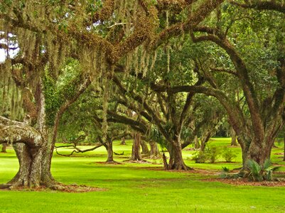 Moss spanish moss bayou