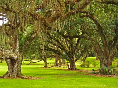 Moss spanish moss bayou photo