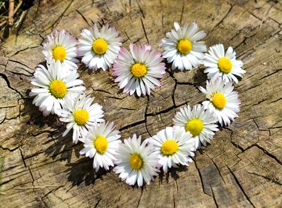 Beautiful Photo daisy decoration