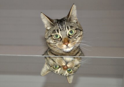 Animals domestic cat mirroring