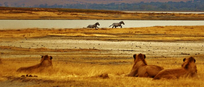 Tanzania africa safari