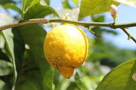 Yellow sour fruit photo