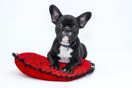 Pet sweet black