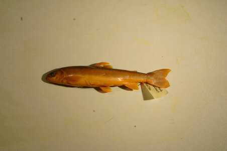 Salvelinus alpinus-23