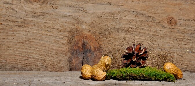 Pine cone moss peanuts photo