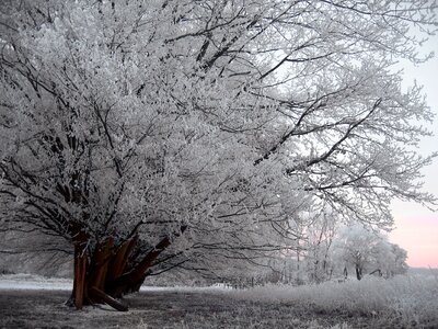 Snow winter meadow photo