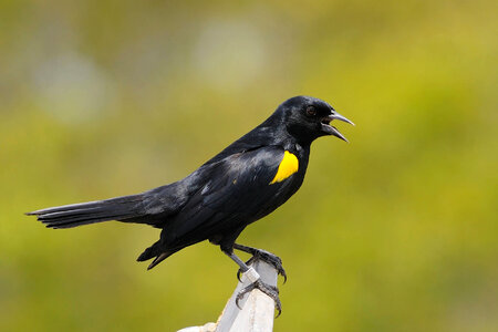 Yellow-shouldered blackbird photo