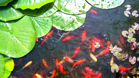 Lake water lily leaves nature photo